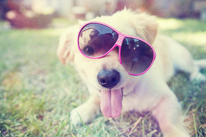 puppysunglasses