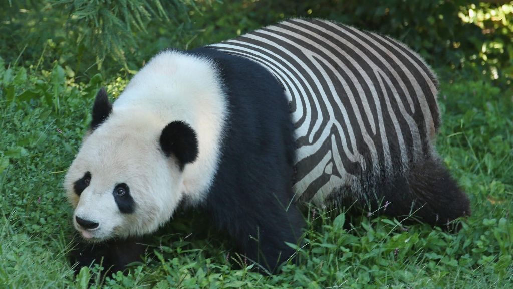 panda-zebra